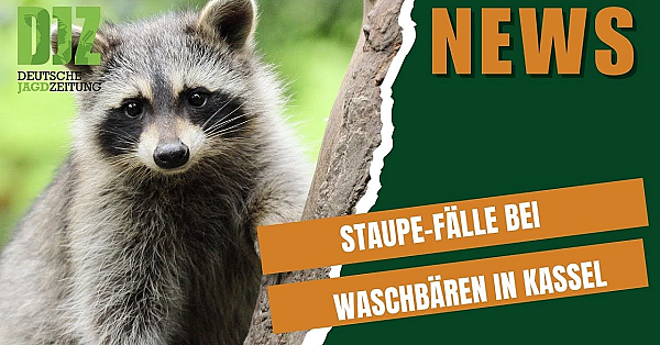 Djz-news - 22.10.25: Staupe-waschbären, Brennender Suv Und Die Ergebnisse Der Hirschrufer Em