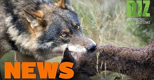 Rekordstrecke Bei Nutria, Wolfsrisse In Sachsen-anhalt Auf Rekordniveau - Djz-news 51/2020