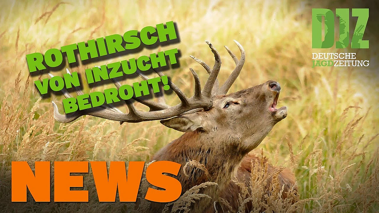 Länderübergreifendes Wolfsmonitoring, Rothirsch Von Inzucht Bedroht, Beretta U.w. - Djz News 11/2022