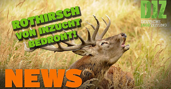 Länderübergreifendes Wolfsmonitoring, Rothirsch Von Inzucht Bedroht, Beretta U.w. - Djz News 11/2022