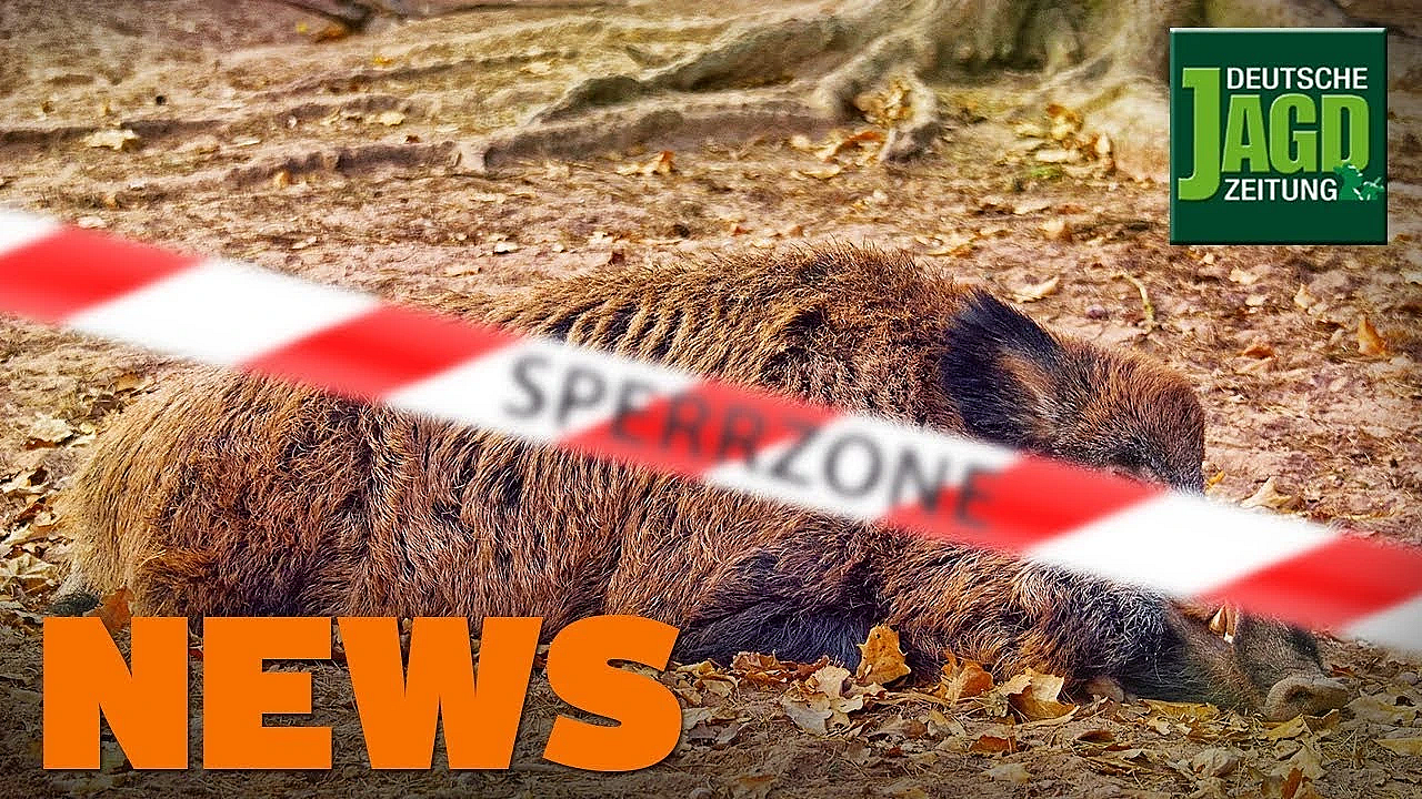 Asp-herd In Grenznähe, Damhirsch An Autobahn, Wolf Gw924m U.w. - Djz-news 47/2019