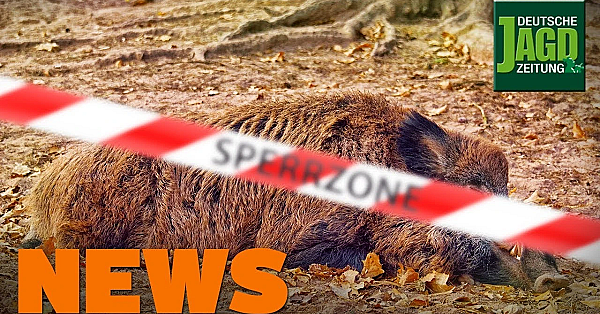 Asp-herd In Grenznähe, Damhirsch An Autobahn, Wolf Gw924m U.w. - Djz-news 47/2019