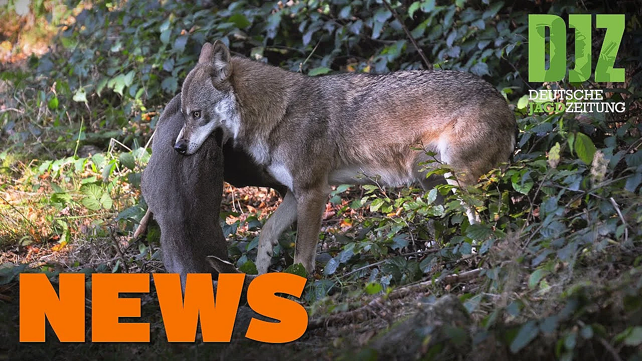 Wolf Reißt Reh In Stadtpark, Joggerin Findet Selbstschussanlage, Wild U.w. - Djz-news 6/2021