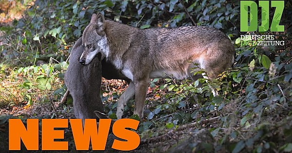 Wolf Reißt Reh In Stadtpark, Joggerin Findet Selbstschussanlage, Wild U.w. - Djz-news 6/2021