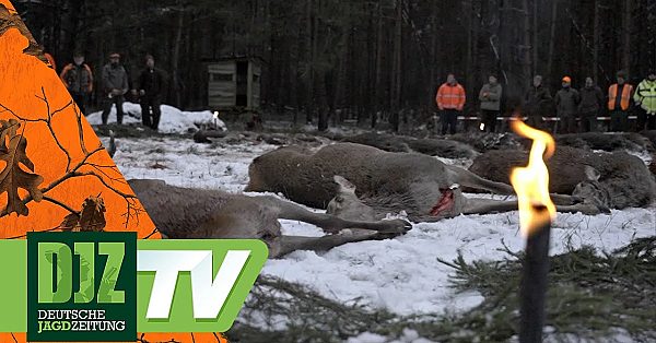Drückjagd Auf Dem Keiler-stand - Pareygo Classics