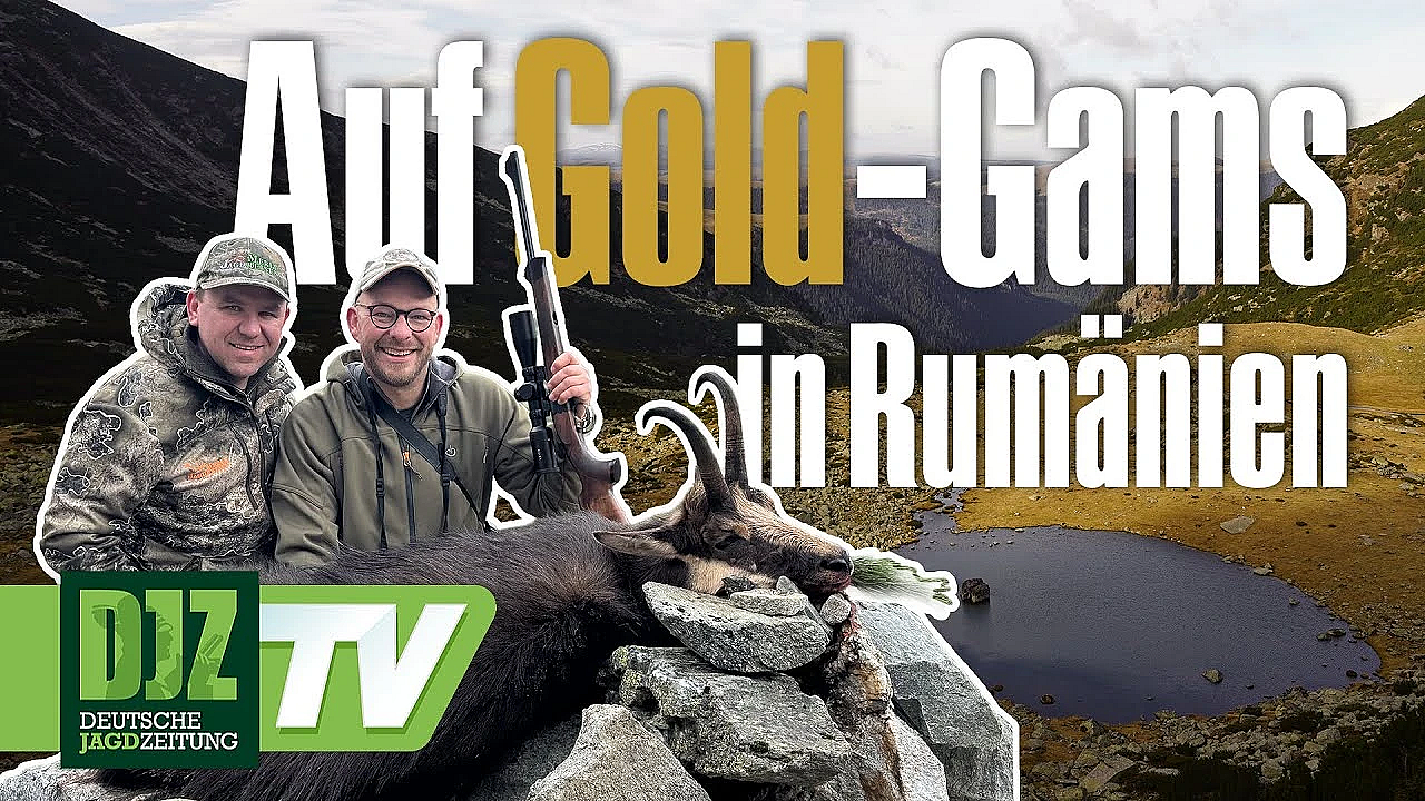 Auf Gold-gams In Rumänien