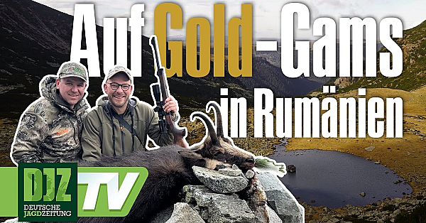 Auf Gold-gams In Rumänien