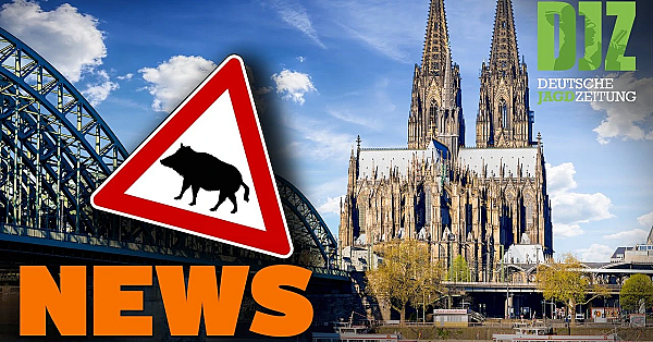 Jägerprüfung Statt Bundestagssitzung, Amoklauf In Heidelberg U.w. - Djz News 4/2022