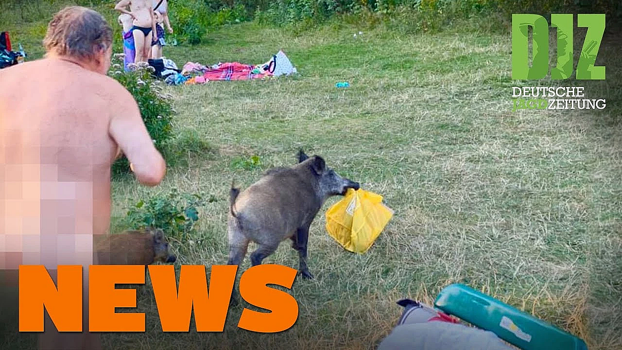 Wutz Schnappt Badetasche, Aggressiver Rehbock, Waldbrand U.w. - Djz-news 33/2020