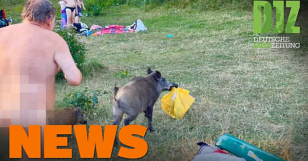 Wutz Schnappt Badetasche, Aggressiver Rehbock, Waldbrand U.w. - Djz-news 33/2020