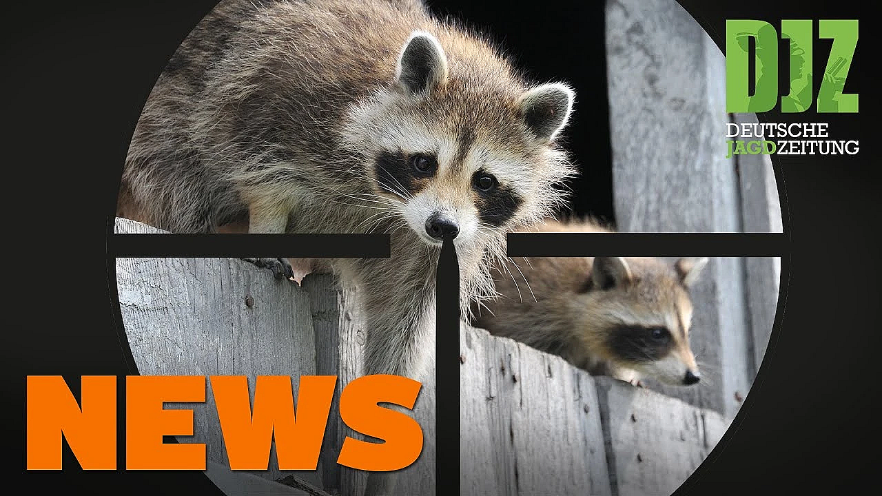 Mehr Vogelfreunde - Weniger Vögel, Asp-entwarnung, Tragischer Unfall U.w. - Djz-news 2/2021