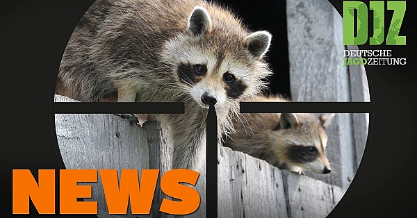 Mehr Vogelfreunde - Weniger Vögel, Asp-entwarnung, Tragischer Unfall U.w. - Djz-news 2/2021