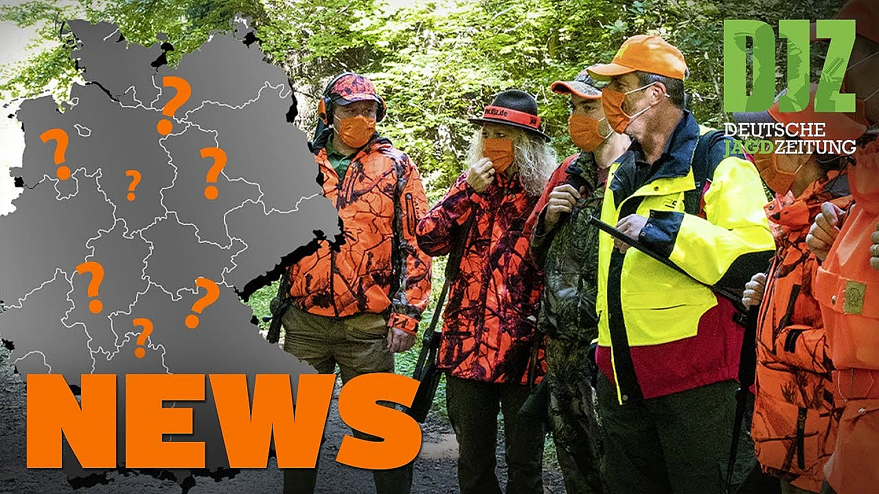 Jagen Im Corona-lockdown, Wilder Goldschakal, Wolfshybrid Verfolgt Wanderer U.w. - Djz-news 45/2020