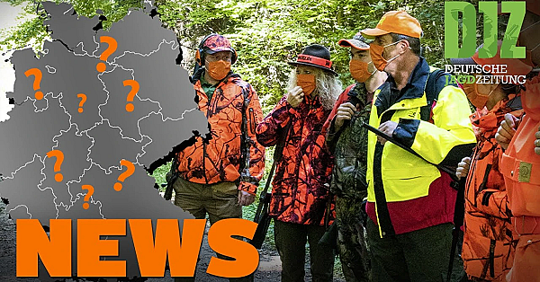 Jagen Im Corona-lockdown, Wilder Goldschakal, Wolfshybrid Verfolgt Wanderer U.w. - Djz-news 45/2020