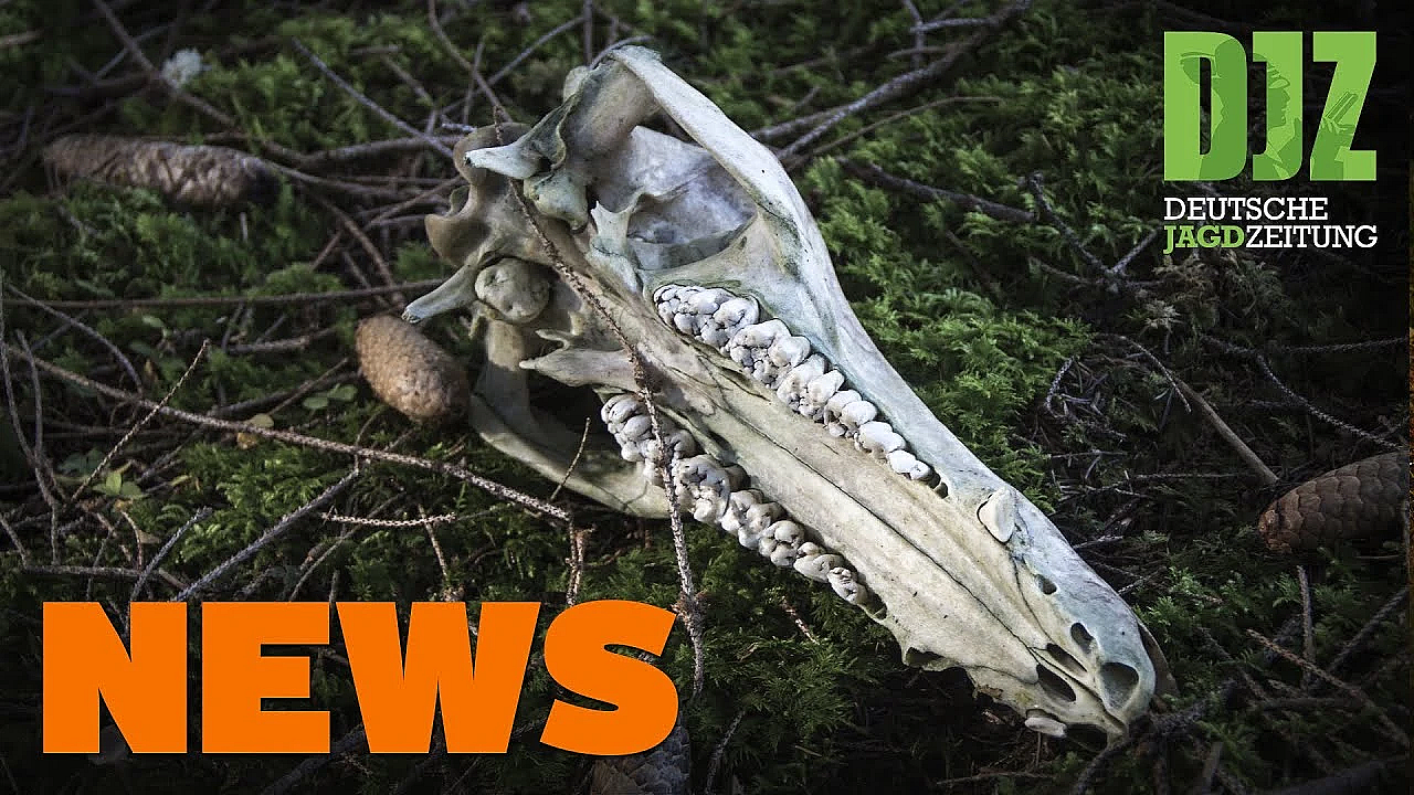 Kulinarischer Geheimtipp, Unfallhirsch Ohne Haupt, Wolf Mit Schusswunde U.w. - Djz-news 47/2020