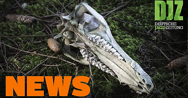 Kulinarischer Geheimtipp, Unfallhirsch Ohne Haupt, Wolf Mit Schusswunde U.w. - Djz-news 47/2020