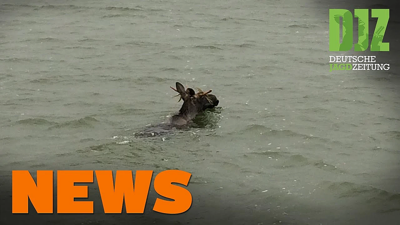 Jäger Versaut Ernte, Wasserschutzpolizei Eskortiert Elch, Asp U.w. - Djz-news 41/2020