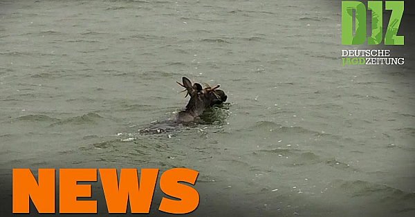 Jäger Versaut Ernte, Wasserschutzpolizei Eskortiert Elch, Asp U.w. - Djz-news 41/2020