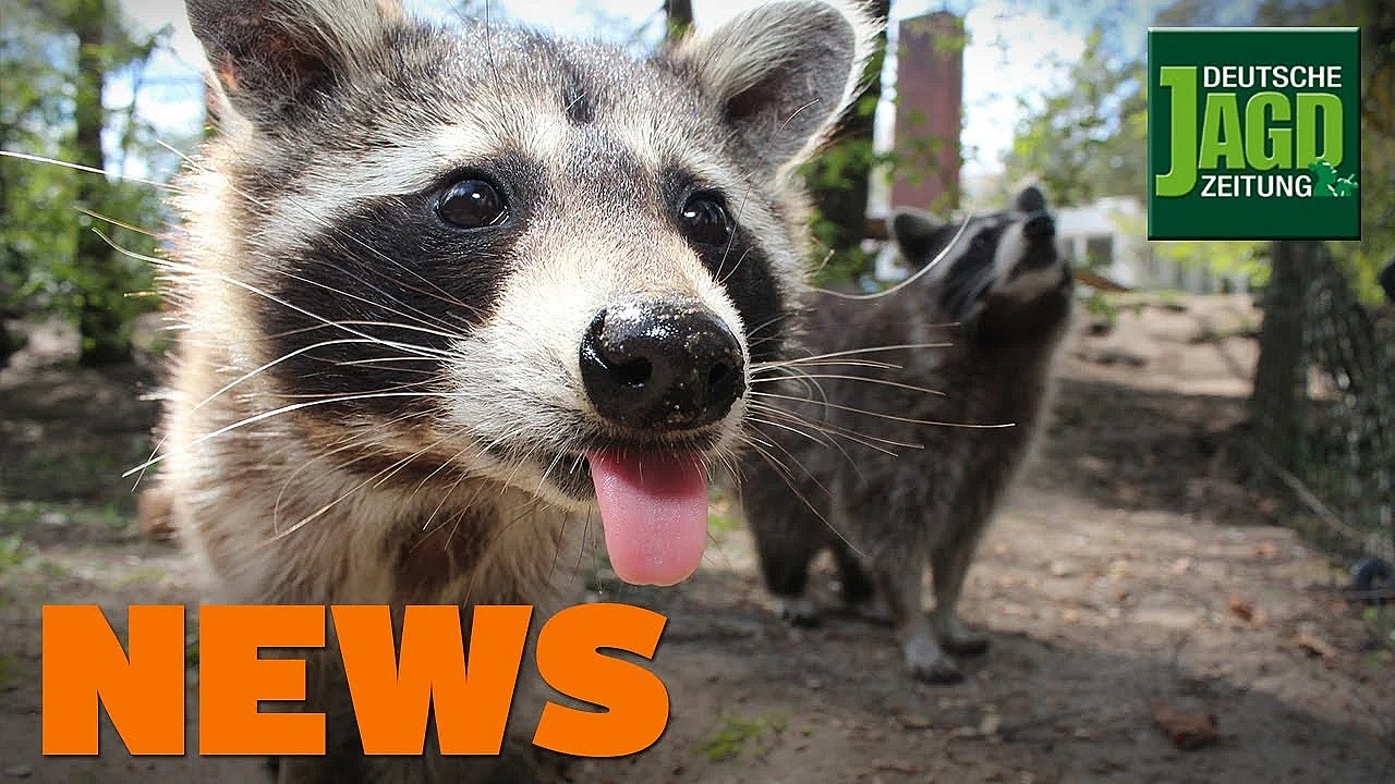 Jäger Stellt Strauchdiebe, Problemwolf Tot, Schusswaffen Entwendet U.w. - Djz-news 8/2020