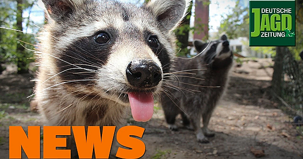 Jäger Stellt Strauchdiebe, Problemwolf Tot, Schusswaffen Entwendet U.w. - Djz-news 8/2020