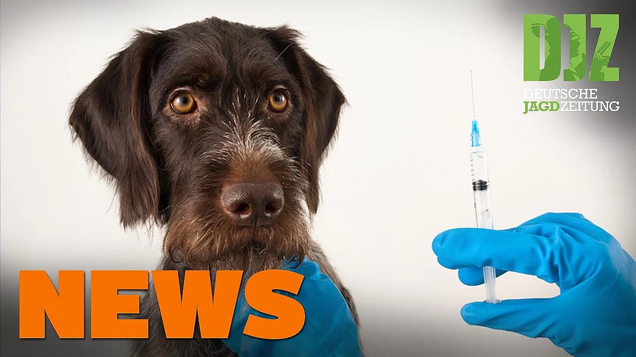 Verfahren Gegen Vocke Eingestellt, Elch Gegen Auto, Antibiotika-verbot Für Tiere - Djz News 35/2021