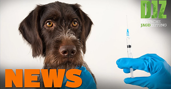 Verfahren Gegen Vocke Eingestellt, Elch Gegen Auto, Antibiotika-verbot Für Tiere - Djz News 35/2021
