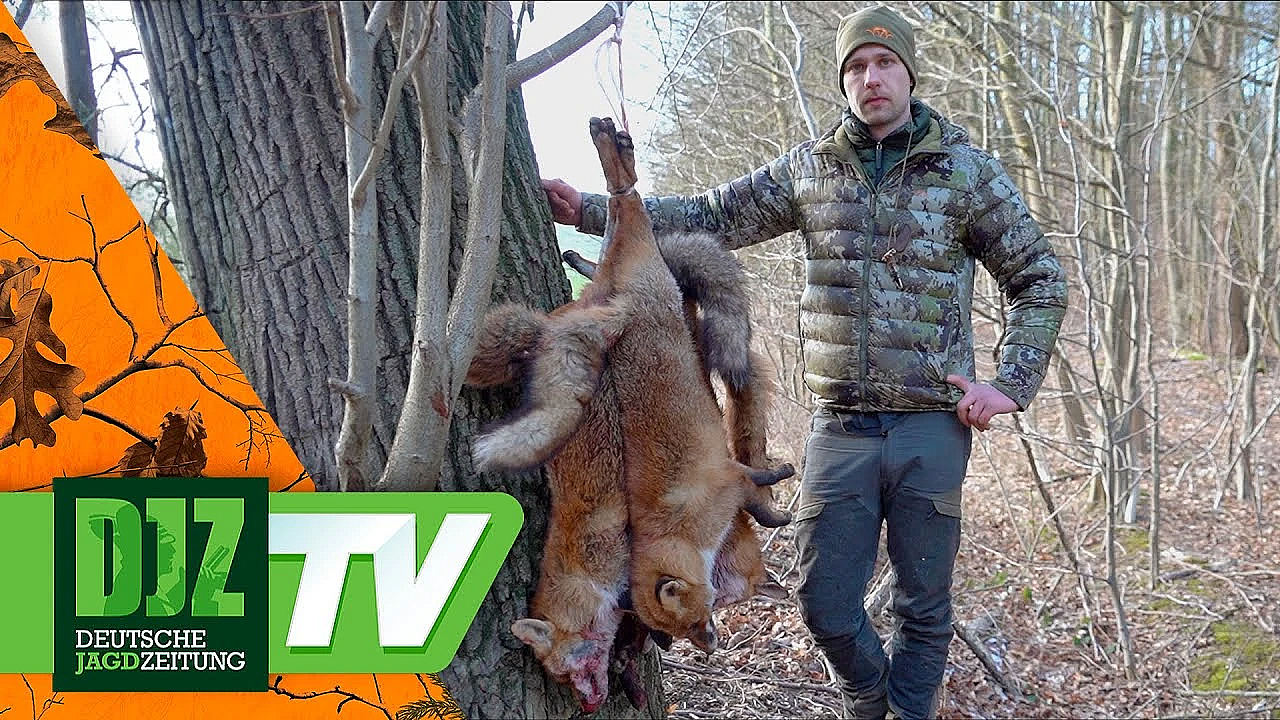 Fuchsjagd Mit 1.280er-sensor - Das Neue Hikmicro Habrok Pro Hx60ln Im Einsatz!