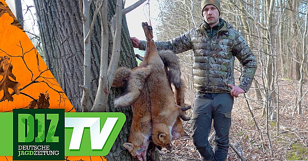 Fuchsjagd Mit 1.280er-sensor - Das Neue Hikmicro Habrok Pro Hx60ln Im Einsatz!