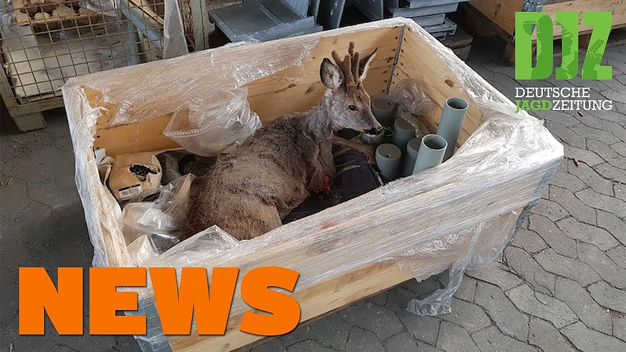 Stativ Statt Waffe, Waffen Geklaut, Rehflucht Bei Rettun - Djz-news 16/2021