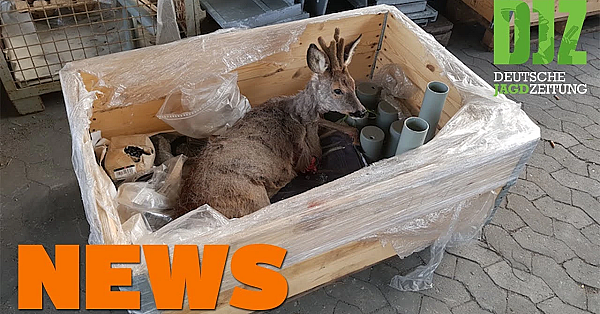 Stativ Statt Waffe, Waffen Geklaut, Rehflucht Bei Rettun - Djz-news 16/2021