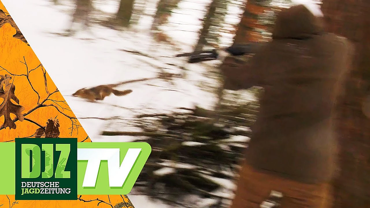 Baujagd Im Schnee - Pareygo Classics