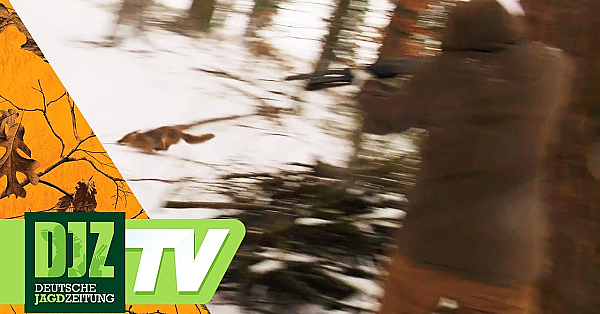 Baujagd Im Schnee - Pareygo Classics