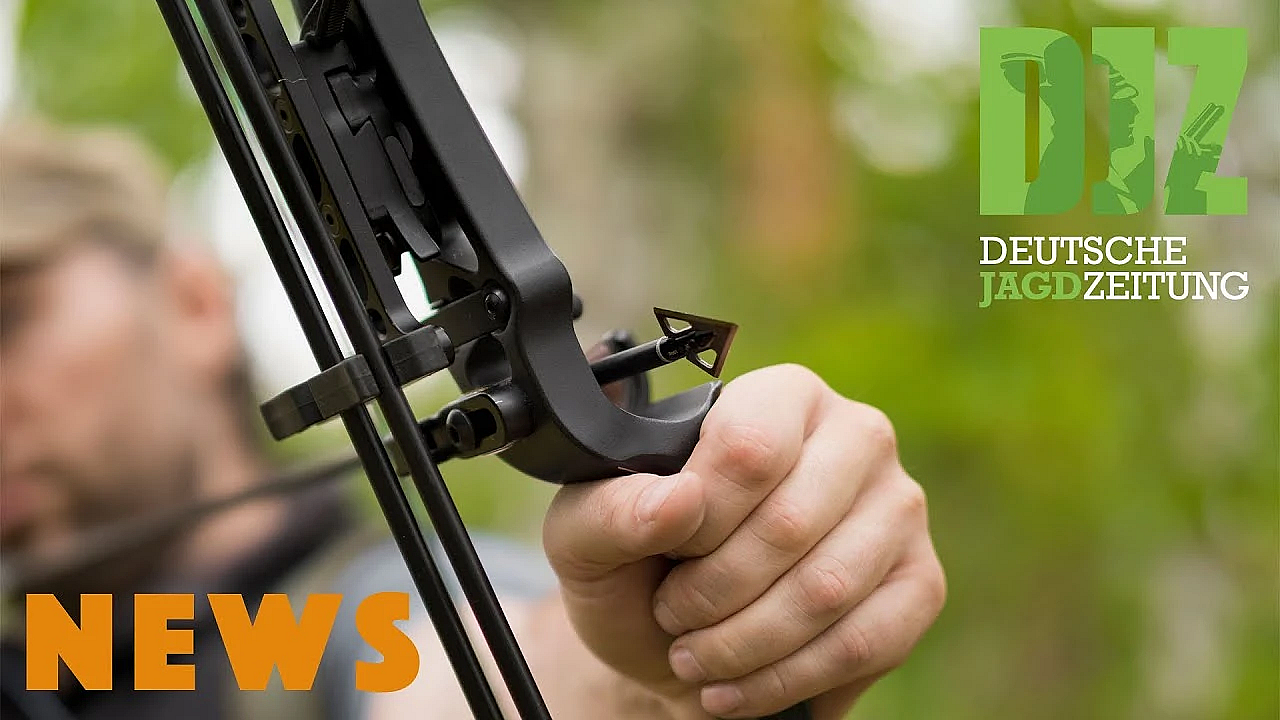 Saujagd Mit Bogen, Jagdunfall, Wolf überfahren U.w. - Djz News 24/2022