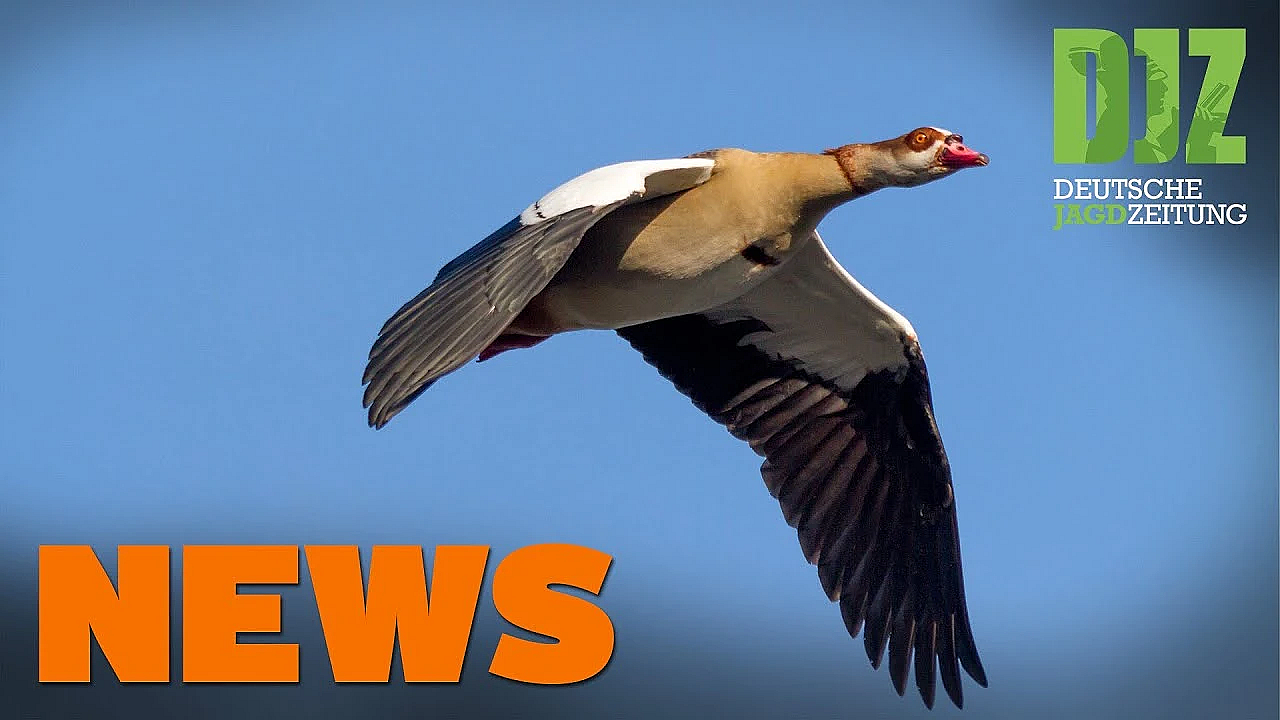 Schäferprotest In Fußgängerzone, Fuchs Soll Gänse Holen, Kurzes Asp-update U.w. - Djz-news 19/2021