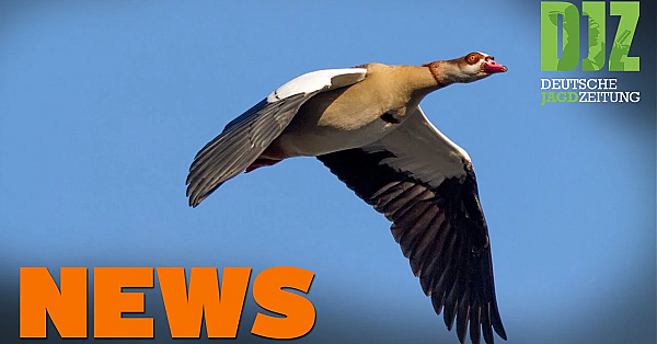 Schäferprotest In Fußgängerzone, Fuchs Soll Gänse Holen, Kurzes Asp-update U.w. - Djz-news 19/2021