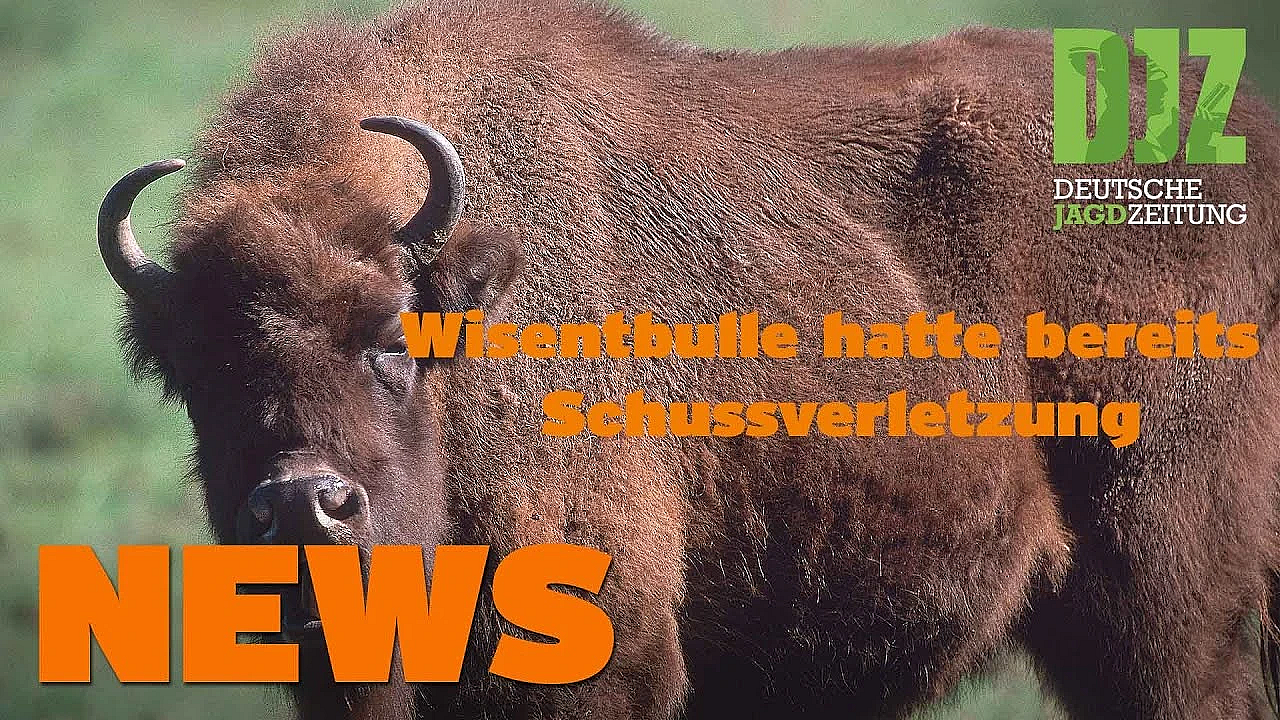 Tragischer Todesfall, Wisent Mit Schuss U.w. - Djz News Vom 13. Juli 2022.