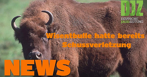 Tragischer Todesfall, Wisent Mit Schuss U.w. - Djz News Vom 13. Juli 2022.