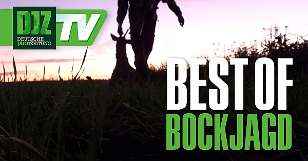 Best of Bockjagd