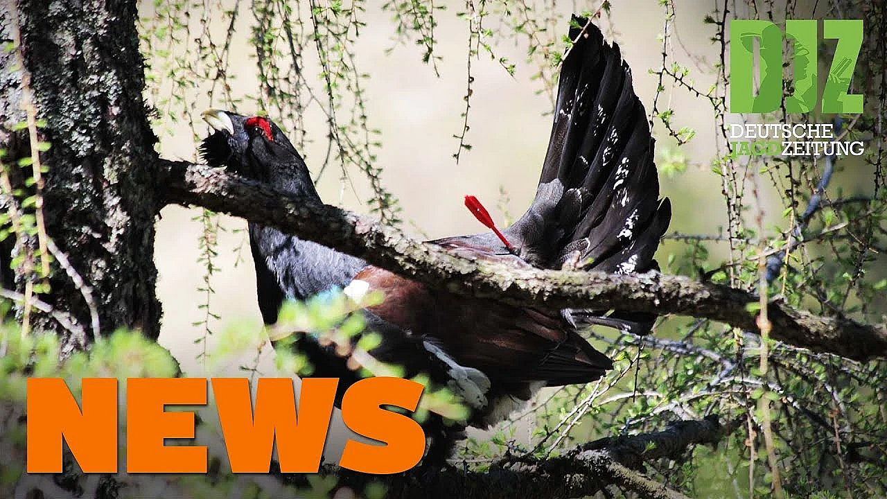 Reh In Seenot, Auerhahn Mit Pfeil Beschossen, Schalldämpfer Reichen Nicht U.w. - Djz-news 19/2020