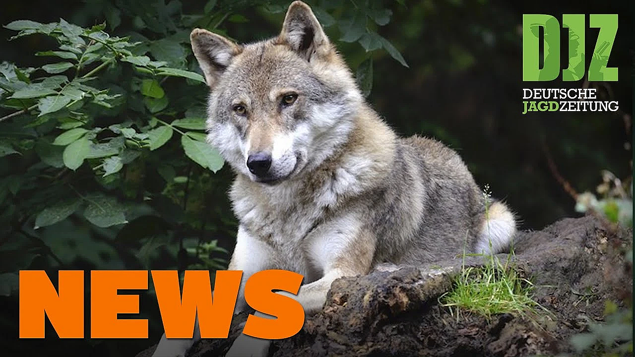 Pferd Statt Sau, Asp-wochenrückblick, Nandu U.w. - Djz-news 33/2021