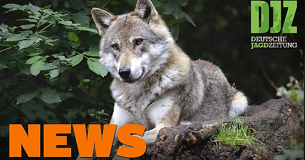 Pferd Statt Sau, Asp-wochenrückblick, Nandu U.w. - Djz-news 33/2021