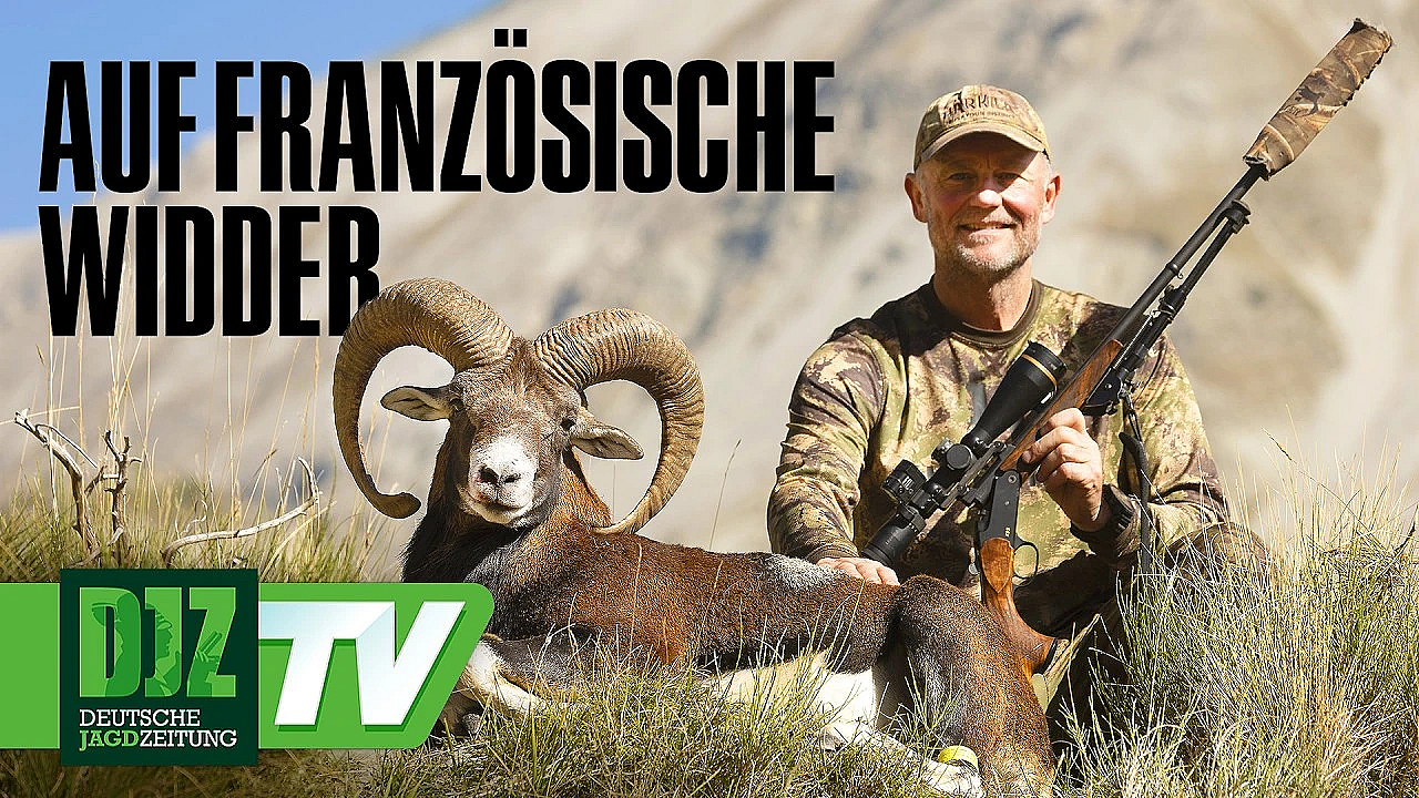 Muffeljagd in Frankreich – DJZ-TV
