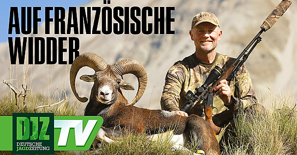 Muffeljagd in Frankreich – DJZ-TV