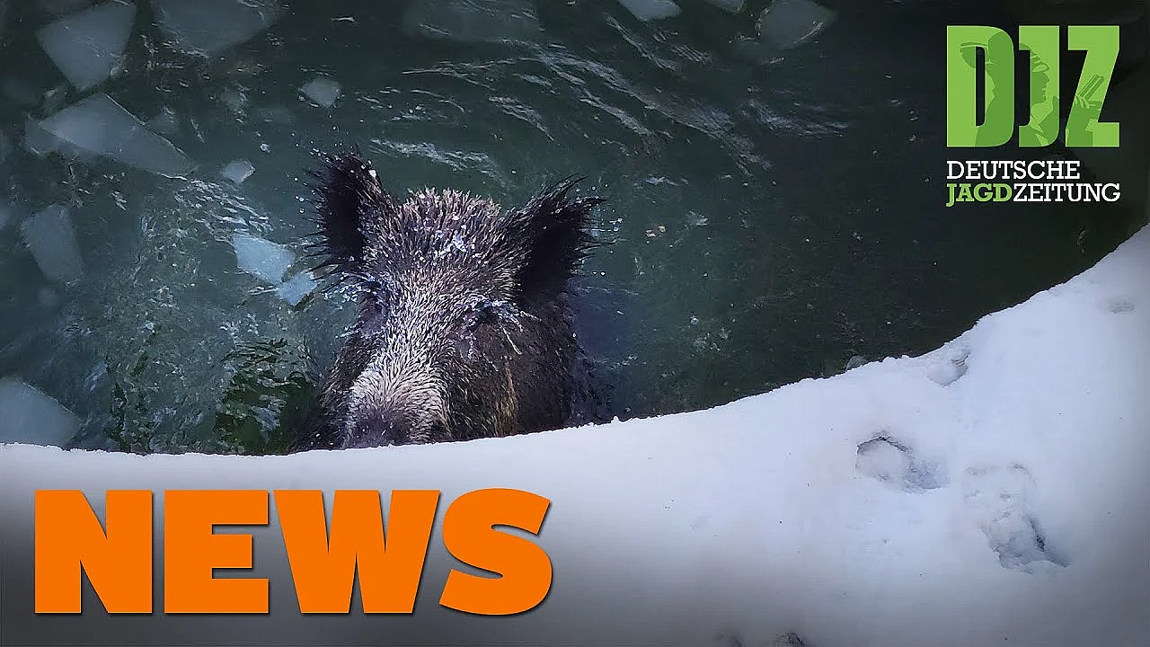 Lkw Rammt Hundeschlitten, Wolf Im Fadenkreuz, Forst-jagd-konflikt U.w. - Djz-news 7/2021