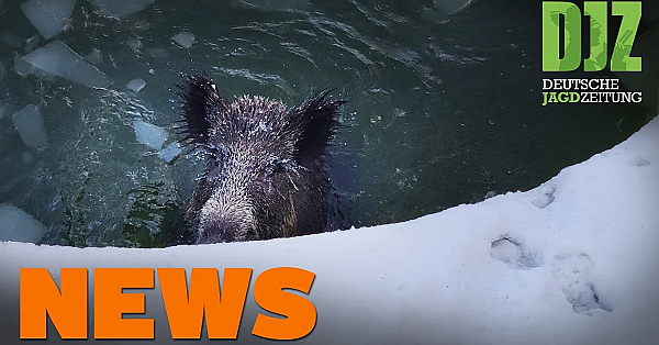 Lkw Rammt Hundeschlitten, Wolf Im Fadenkreuz, Forst-jagd-konflikt U.w. - Djz-news 7/2021