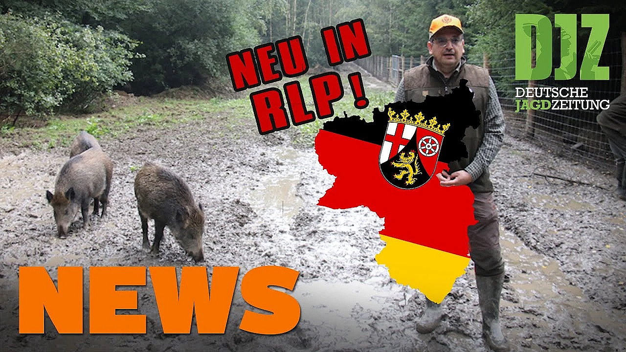 Jagdaufseher Verunfallt, Reh Verletzt Zurückgelassen, Übungsgatter U.w. - Djz-news 36/2021