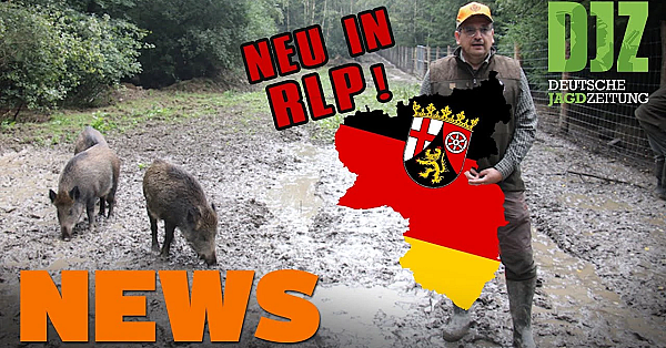 Jagdaufseher Verunfallt, Reh Verletzt Zurückgelassen, Übungsgatter U.w. - Djz-news 36/2021