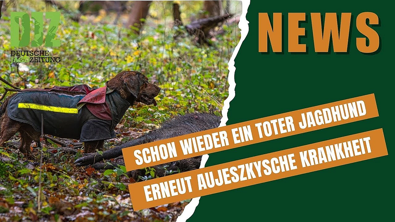 Djz-news 17. Dezember 2025 - Die Jagd-news Der Woche!
