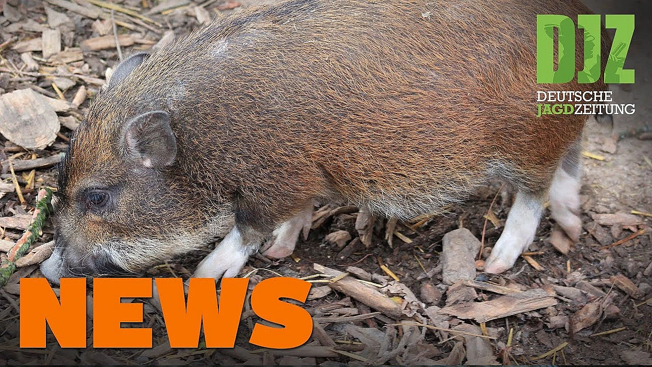 Minischwein Statt Wildschwein, Wolf überfahren, Kanzelbrand - Djz News 34/2021
