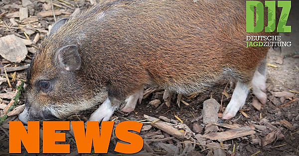 Minischwein Statt Wildschwein, Wolf überfahren, Kanzelbrand - Djz News 34/2021